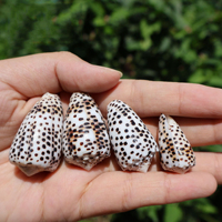 Coquillages coniques hébraïques naturels Conus Ebraeus, pendentif en acier inoxydable, breloques pour bijoux DIY, boucles d'oreilles Hawaï