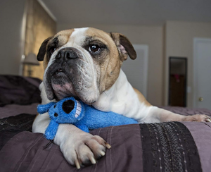 Toptan fabrika doğrudan satış fiyatı moda peluş oyuncak köpek şekli çok renkler çiğneme ses gıcırtılı köpek oyuncaklar - Product Image 4