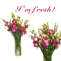 Promo Bunga Eustoma Segar Berkualitas Tinggi, Bunga Mekar Lebat, Eustoma untuk Florist