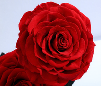 Coffret Luxe 3 Roses Éternelles Sous Cloche en Verre – Décoration Mariage, Noël, Anniversaire, Remise de Diplôme – Lumière LED Intégrée