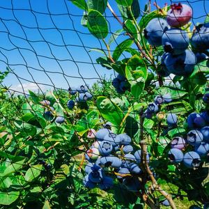 Agricultural Anti-bird Mesh Bird Prevention Net Wear-resistant and Effective <strong>Garden</strong> Cover Net - Product Image 5