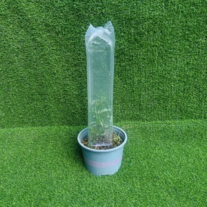 <span class=keywords><strong>Arche</strong></span> en acrylique de jardin en forme de U Treillis pour plantes grimpantes 48CM/19 Inch - Product Image 6