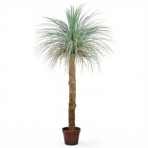 Venta al por mayor Artificial Dracaena Marginata Tree UV Protected Uso al aire libre Alturas personalizadas 1,5-4M OEM aceptado - Product Image 3