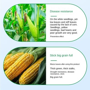 <span class=keywords><strong>Fertilizante</strong></span> <span class=keywords><strong>Foliar</strong></span> Universal Granulado de Maíz Haodao Duo, Aumenta el Rendimiento y la Ingresos, Compost, Tallo <span class=keywords><strong>Completo</strong></span>, Fuerte Resistencia a la Inclinación - Product Image 3