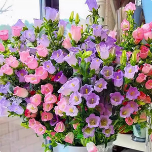 Origin of <b>Wind</b> <b>chime</b> Variety Complete Easy To Grow for Flower Garden Yard Decoration and Outdoor Decor - Product Image 6