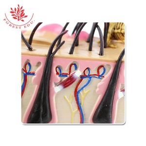 Piel Canina con <span class=keywords><strong>Mordedura</strong></span> Pulga modelo anatómico Piel Canina Perro Modelo - Product Image 4