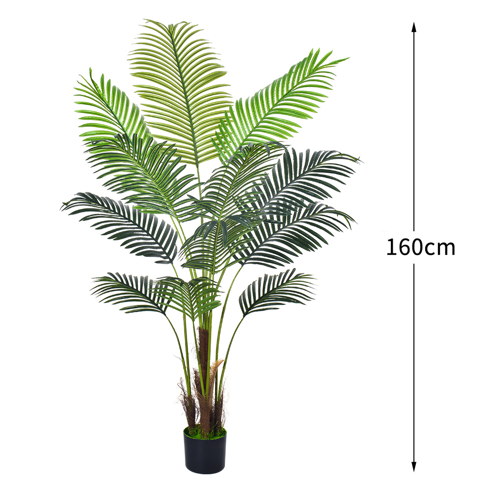 5.3ft/160cm Areca Palm-A