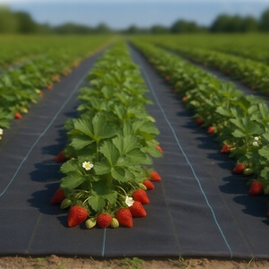 Malla Antihierbas de 1M*100M <span class=keywords><strong>2M</strong></span>*100M, Tela de Control de Malezas Agrícola, Malla Antihierbas No Tejida - Product Image 1