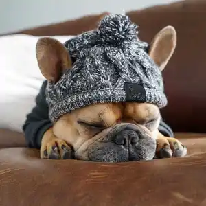 Winter Warme Hunde hüte Wind dicht Stricken Französische Bulldogge Kappe Für Hunde Chihuahua Hut Flauschiger Ball Welpe Zubehör Haustier Hüte