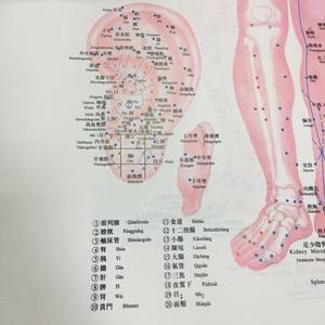 सबसे अधिक बिकने वाली उच्च गुणवत्ता एक्यूपंक्चर और मोक्सीबुशन एक्यूपॉइंट चार्ट (अंग्रेजी संस्करण के 3 पोस्टर/सेट) - Product Image 4