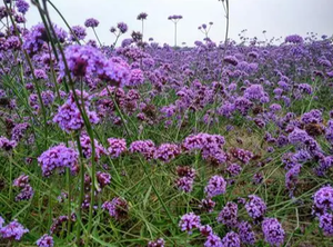 Extracto de <span class=keywords><strong>Verbena</strong></span> <span class=keywords><strong>officinalis</strong></span> de alta calidad, extracto de planta, extracto de <span class=keywords><strong>Verbena</strong></span> 10:1 84961-67-1 - Product Image 2