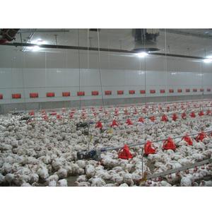 Granja avícola, gallinero, Gallinero - Product Image 2