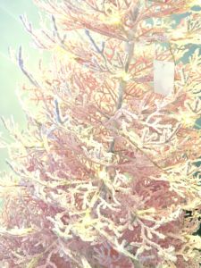 Hot Bán Mới Nhất Phong Cách Trắng Chết Chi Nhánh Cây Giáng Sinh Bán Buôn Cây Giáng Sinh Cây Giáng Sinh Với Đèn - Product Image 2