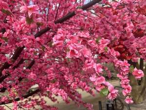 ต้นซากุระประดิษฐ์ขนาดใหญ่สำหรับตกแต่งงานแต่งงานกลางแจ้งร้านอาหาร ต้นเชอร์รี่บลอสซัมไฟเบอร์กลาสสำหรับตกแต่ง - Product Image 5