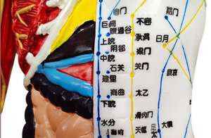 Modelo Anatómico de Musculatura para Enseñanza de Ciencias Médicas YULIN YL, Modelo de Acupuntura de Medio Cuerpo, Material de PVC, 60 cm, Masculino - Product Image 5