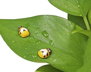 Taille mixte <span class=keywords><strong>Mini</strong></span> pièces étoiles en bois Design moderne bricolage artisanat pour noël fête de mariage artisanat Table dispersion décoration - Product Image 6