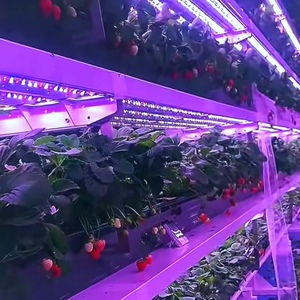 Contenedor de Cultivo de <span class=keywords><strong>Fresas</strong></span> con Sistema de Control Inteligente y Sistema de Iluminación LED para Cultivo, Invernadero <span class=keywords><strong>en</strong></span> Contenedor de Envío de 40 pies/20 pies - Product Image 6