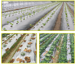 <span class=keywords><strong>Film</strong></span> de protection réfléchissant noir et blanc, 5 m, 10 pieds x 100 pieds, 8mil, pour plante d'agriculture - Product Image 3