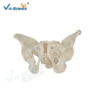 Modelo de esqueleto de pelvis masculino adulto de tamaño real para enseñanza médica