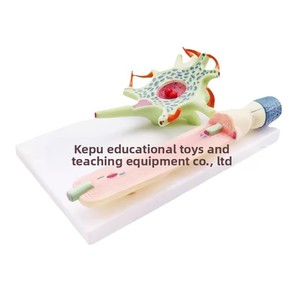 Modè<span class=keywords><strong>le</strong></span> de nerf humain agrandi avec structure de fibres nerveuses |   Modè<span class=keywords><strong>le</strong></span> d'anatomie du <span class=keywords><strong>cerveau</strong></span> humain en 3D pour la neurologie et les aides pédagogiques en biologie scolaire - Product Image 5