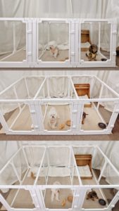 Recinto per Animali Domestici Moderno e Regolabile, Vista Panoramica, Materiale in Plastica ABS, Montaggio Flessibile, Chiusura a Bottone a Scatto, Recinzione Impilabile per Cani - Product Image 4