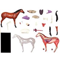Juguete Educativo de Simulación de Animales, Modelo de Anatomía de Órganos de Caballo, Material Didáctico Médico, Equipo Experimental, CE/ISO