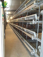 Nouveau système de cages à poulets en acier galvanisé de type H entièrement automatique pour 10 000 poulets, avec une longue durée de vie, pour les exploitations avicoles modernes