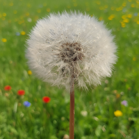 Fleur de pissenlit stabilisée directement de l'usine, séchée pour la décoration artisanale DIY