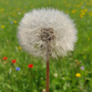 Flor de Diente de León Preservada Directo de Fábrica, Seca y Eterna para Manualidades y Decoración DIY - Product Image 4