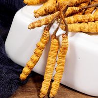 Dong chong xia cao Le meilleur champignon frais tibétain sauvage Cordyceps Sinensis naturel Cordyceps Sinensis frais
