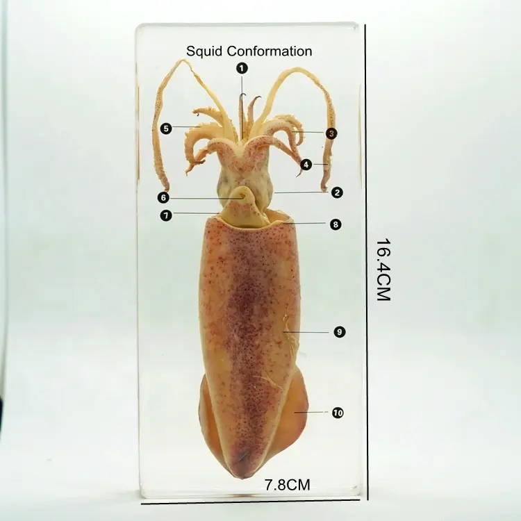 Conserve di Campione Biologico Acrilico Risorse Didattiche Calamari Conformazione Blocco per Aula Forniture