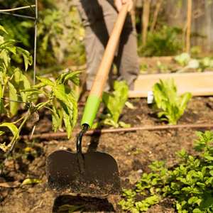 Herramientas de Jardinería de Alta Calidad con Logotipo Personalizado, Azada Forjada para Desherbar con Mango de Madera - Product Image 5