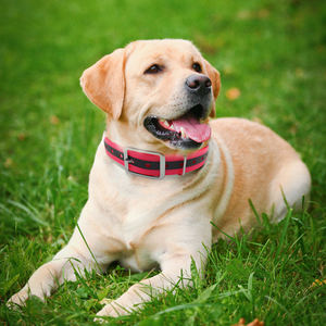 Grosir ramah lingkungan anjing besar pelatih taktis Neon oranye reflektif TPU dilapisi nilon kerah lampu lembut cetak - Product Image 2