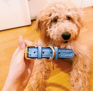 Handmade Genuine <b>Leather</b> <b>Dog</b> <b>Collar</b> Stylish Small and Big <b>Dogs</b>| Premium Soft High Quality Design Gifts for Puppy Pets - Blue - Product Image 4