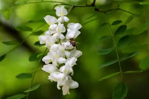 Miel d'acacia mûr naturel pur chinois 100% de couleur blanche et parfum floral emballé dans des bouteilles ou des fûts