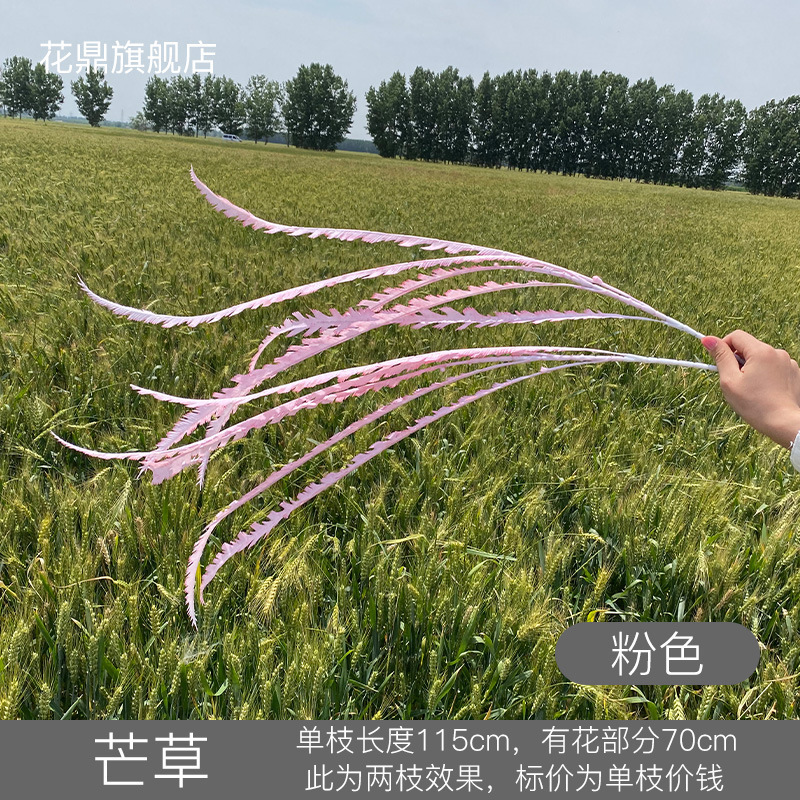 Hierba de la Pampa rosa