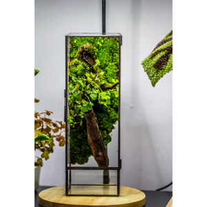 11.8 vicino "terrario di vetro geometrico alto con porta fioriera per muschio parete creativa terrario pianta idroponica <span class=keywords><strong>vaso</strong></span> succulento - Product Image 1