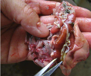 曹胞子クリア水生飼料添加物プレミックス頭蓋内寄生虫用 - Product Image 4