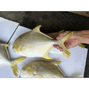 Venta Directa al por Mayor de Pescado Pomfret Dorado Congelado, Pompano Criado en Granja, Buen Precio, <span class=keywords><strong>Trachinotus</strong></span> <span class=keywords><strong>Ovatus</strong></span> - Product Image 3