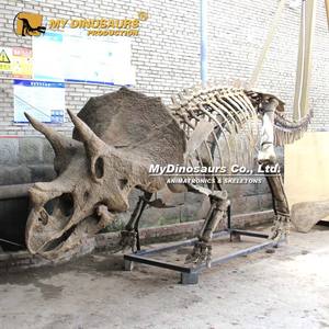 <span class=keywords><strong>Esqueleto</strong></span> de Dinosaurio <span class=keywords><strong>Triceratops</strong></span> 3D Realista para Exhibición en Museo, MY DINO DS-143 - Product Image 5