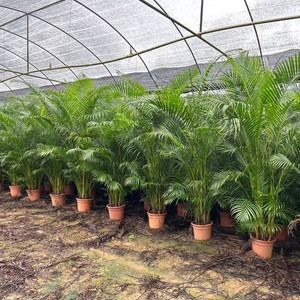 Venta al por mayor de fábrica: Bonsái de palma tropical, árboles de vivero naturales vivos, palma Dypsis <span class=keywords><strong>Lutescens</strong></span> auténtica para decoración de interiores en el hogar u oficina. - Product Image 4