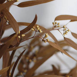 Cabang Bunga Kering Beku Daun Eucalyptus yang Diawetkan dengan Buah - Product Image 3