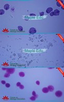 Individual slide Paramecium w.m microscope slide biological microscope slides for teaching