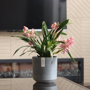 Vente flash : <span class=keywords><strong>Pot</strong></span> <span class=keywords><strong>de</strong></span> <span class=keywords><strong>fleurs</strong></span> en fil métallique, design original, meilleur prix, pots à <span class=keywords><strong>fleurs</strong></span> pour plantes succulentes (TP-10-LS-3) - Product Image 4