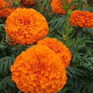 مكمل غذائي لحماية النظر من رينبو سبلاي، يحتوي على اللوتين وزهرة القطيفة - Product Image 2