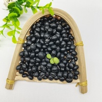 Soja noir cultivé naturellement noyau vert biologique certifié haricot noir haricot noir fournisseur