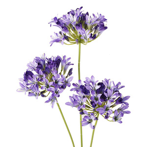 Fleurs artificielles d'agapanthus blanches en soie, haute simulation, décoration intérieure, ornement de mariage - Product Image 4