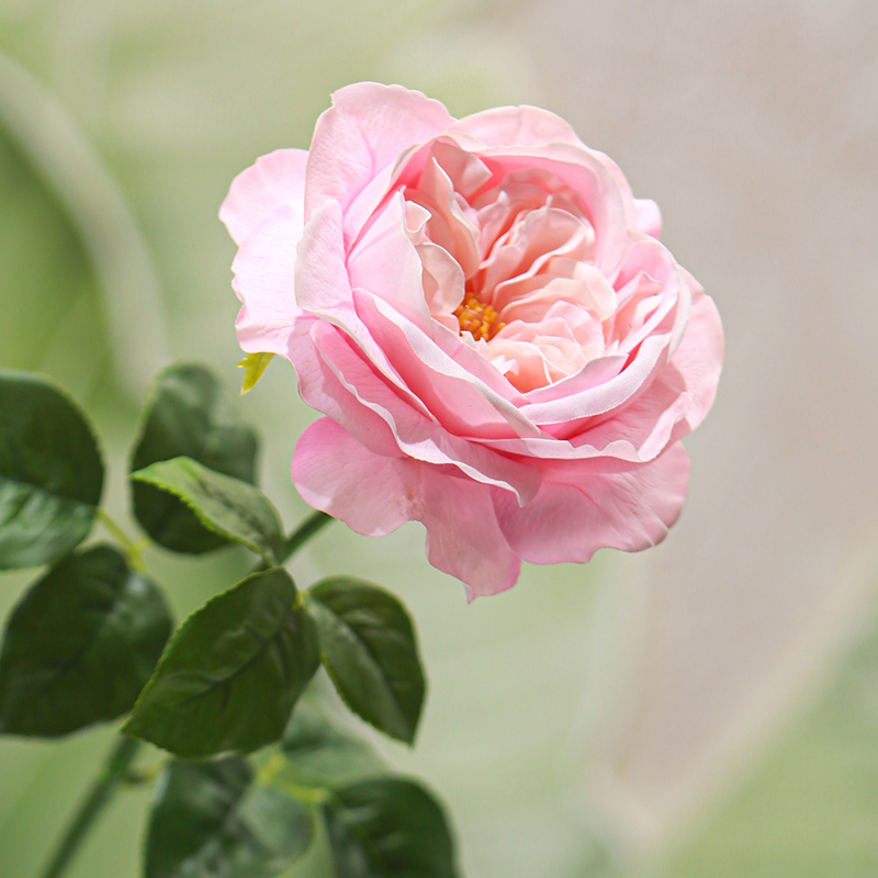 Rosa