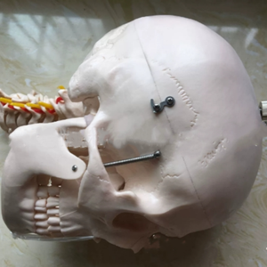 Modelo de Cráneo con Columna Vertebral de Alta Calidad - Modelo de Enseñanza Médica - Product Image 4