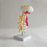Modelo Avanzado de Vértebras Cervicales a Escala Real con Músculos, Nervios, Hueso Occipital y Tallo Cerebral